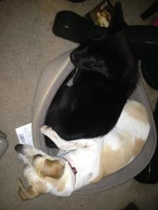 310993_305230119487338_1103526376_n